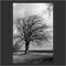touch of branch